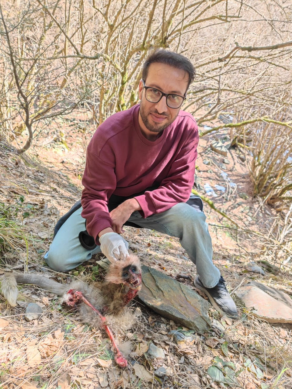 Abid Ali with the remains of a Kashmir gray langur (Semnopithecus ajax) in Kaghan Valley, Pakistan