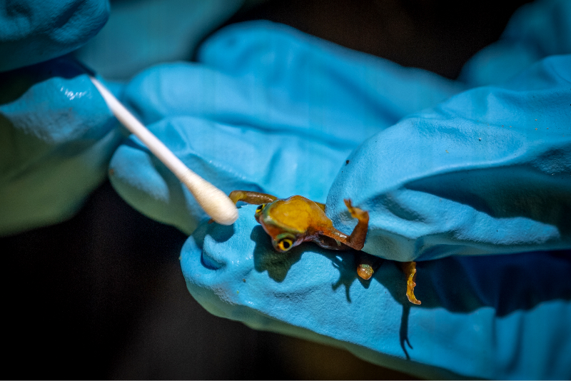 Critically endangered Mindo Harlequin Toad getting DNA-swabbed