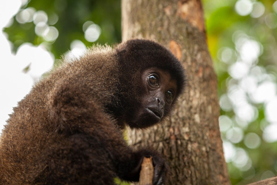 Yellow Tailed Woolly Monkey conservation