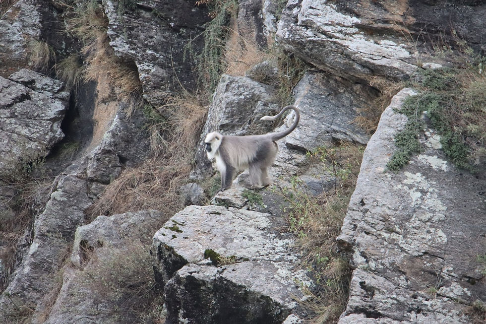 Kashmir gray langur (Semnopithecus ajax) in Kaghan Valley, Pakistan