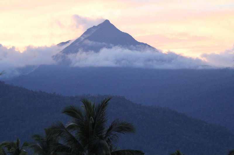 Lowland forest in Iwahig, Palawan