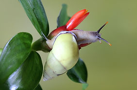 A Polynesian tree snails (Partula sp) is looking for food on the trunk of a wild plant_edi
