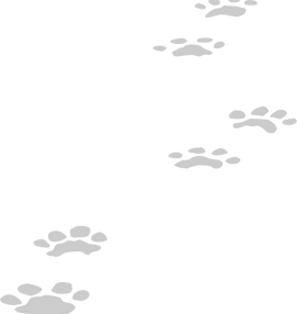 Jaguar track