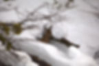 Wild huemul doe in winter; Patagonia, Argentina