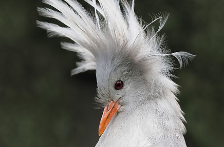 Kagu (Rhynochetos jubatus), Neukaledonien-Endemit, fast flugunfähig. Einzige Art in der eigenen Familie. EDGE-Rang (Vögel) 5. Gefährdet. Weltweite Population 250 bis 1000 Individuen, rückläufig infolge eingeführter Fleischfresser.