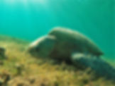 Green sea turtle foraging 7f5d88_2e0e2818fa2e455baaac5363bb786472~mv2_edited.jpg