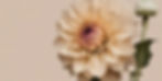 collage with a beige background and the stem of a dahlia suspended mid-air intertwined wit