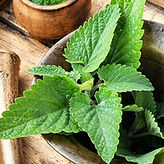 Citronela.jpg