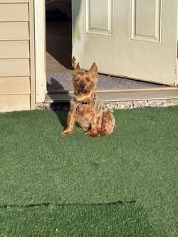 Woofers and Whiskers Pet boarding and daycare Evansville and Newburgh Indiana