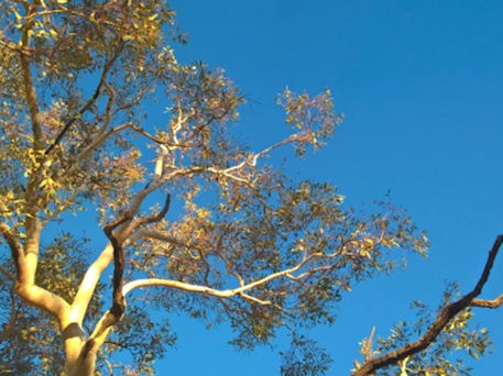 花粉症対策にユーカリの精油