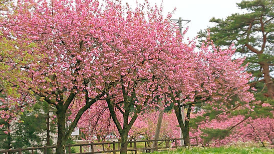 桜