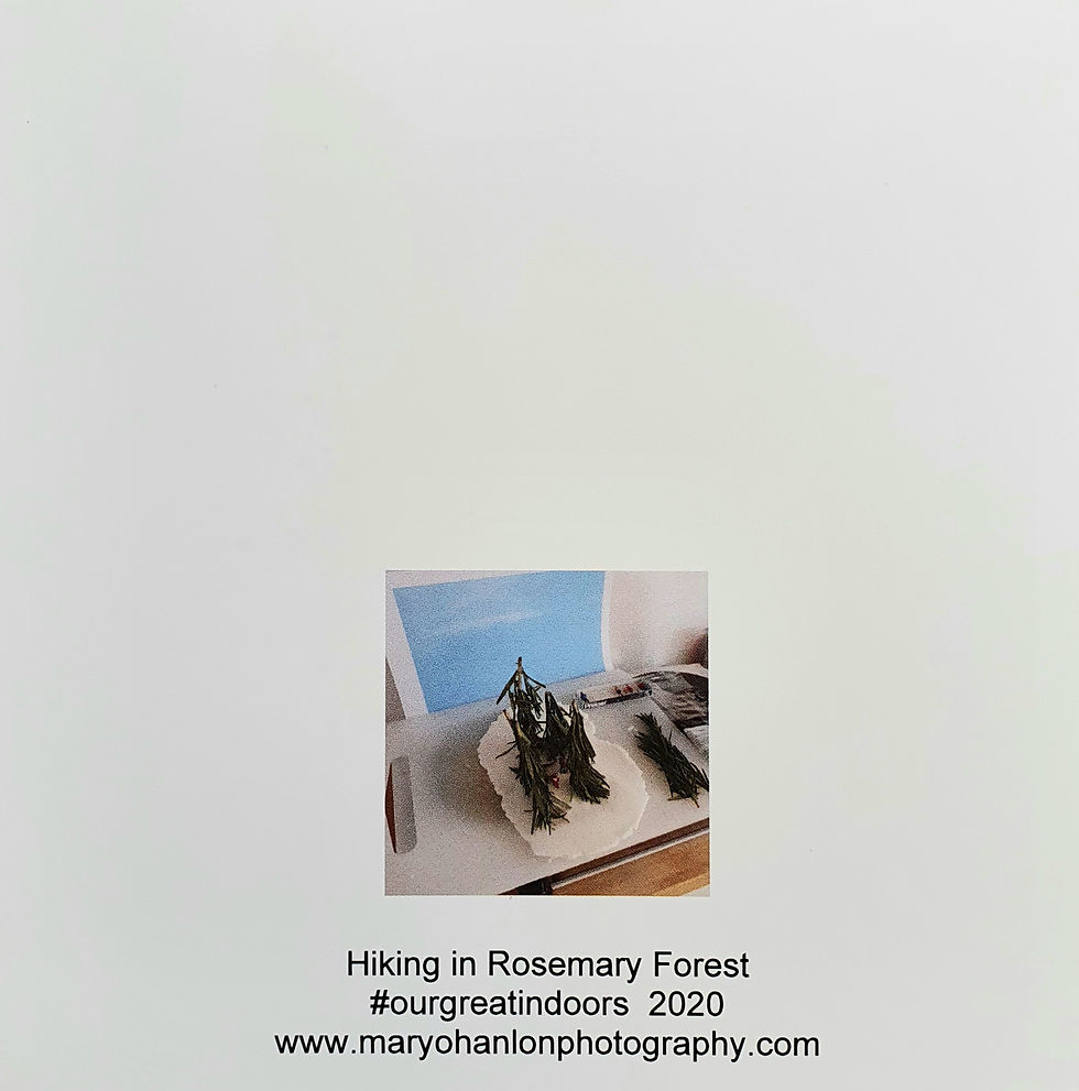 Thumbnail: Hiking through Rosemary Forest