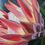 Thumbnail: Greeting Card - Protea