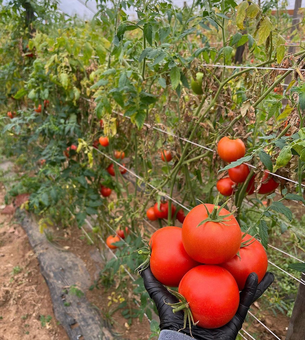 Organic Produce Delivery Near Me, Kibo, Kibo Exprss, Kibo Organic Produce, Organic Vegetables, Produce Delivery,
