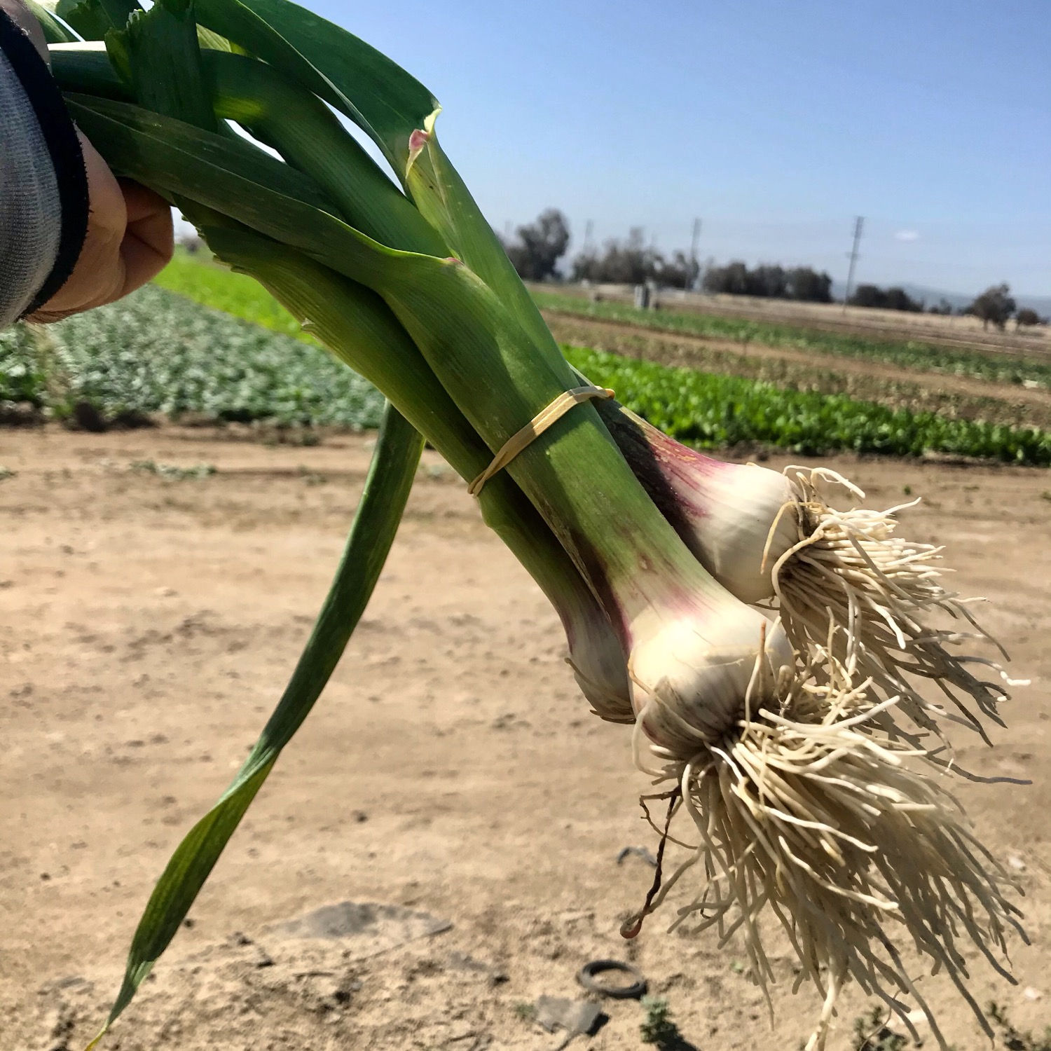 Farm Fresh Organic Garlic, 1 bunch