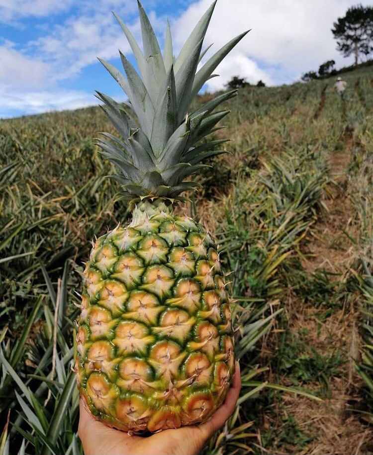 Sweet Pineapple 
