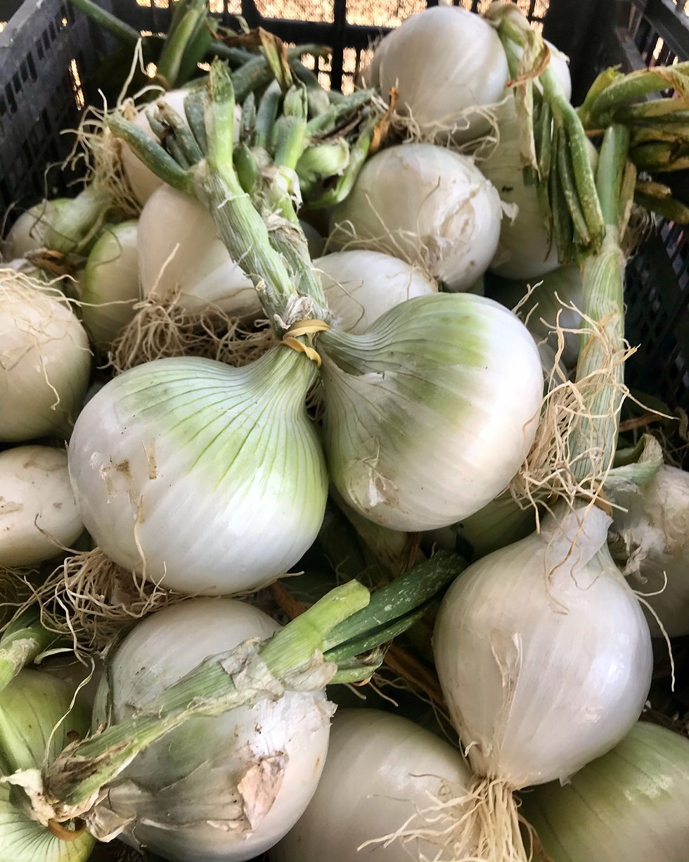 Thumbnail: Organic Sweet Onion Extra Large, 1 bunch