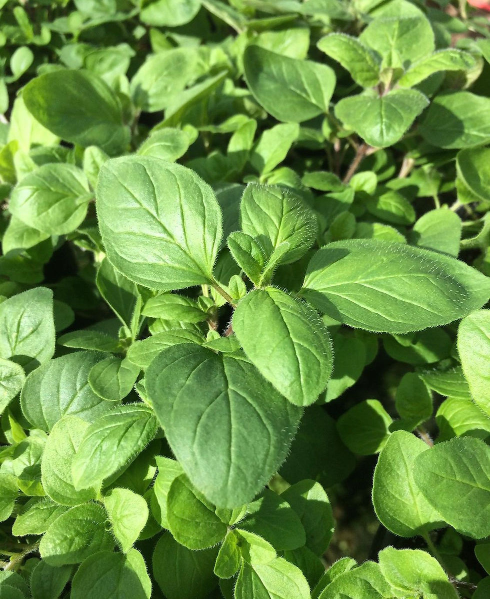 Farm Fresh Organic Oregano, Farmers Market, Near Me, Kibo, Organic Produce Delivery, Local Farms, Organic Fruits and Veggies