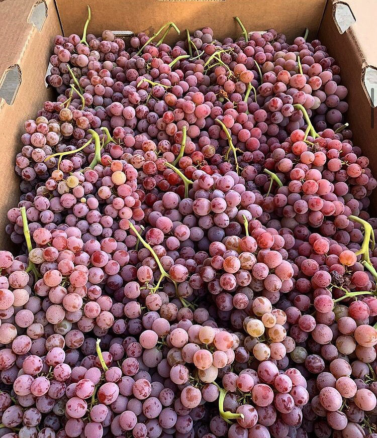 Thumbnail: Organic Produce, Organic Fruits, Organic Vegetables, Farm to Table, Farm Fresh, Local Farmer, Local Farm, Local Produce