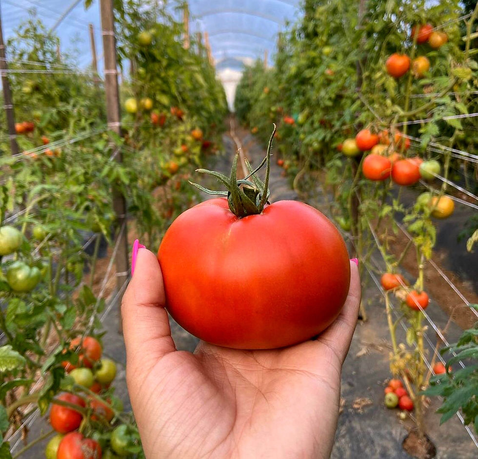 Farm Fresh Organic Vine Ripe Beefsteak Tomatoes, Farmers Market Near Me, Kibo, Farm to Table, Sustainably Grown, Fresh Fruits