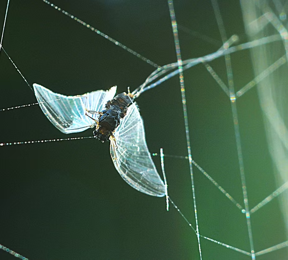 Tricos feed more than just fish and birds. Spiders also fill their caloric needs by catching wayward bugs.