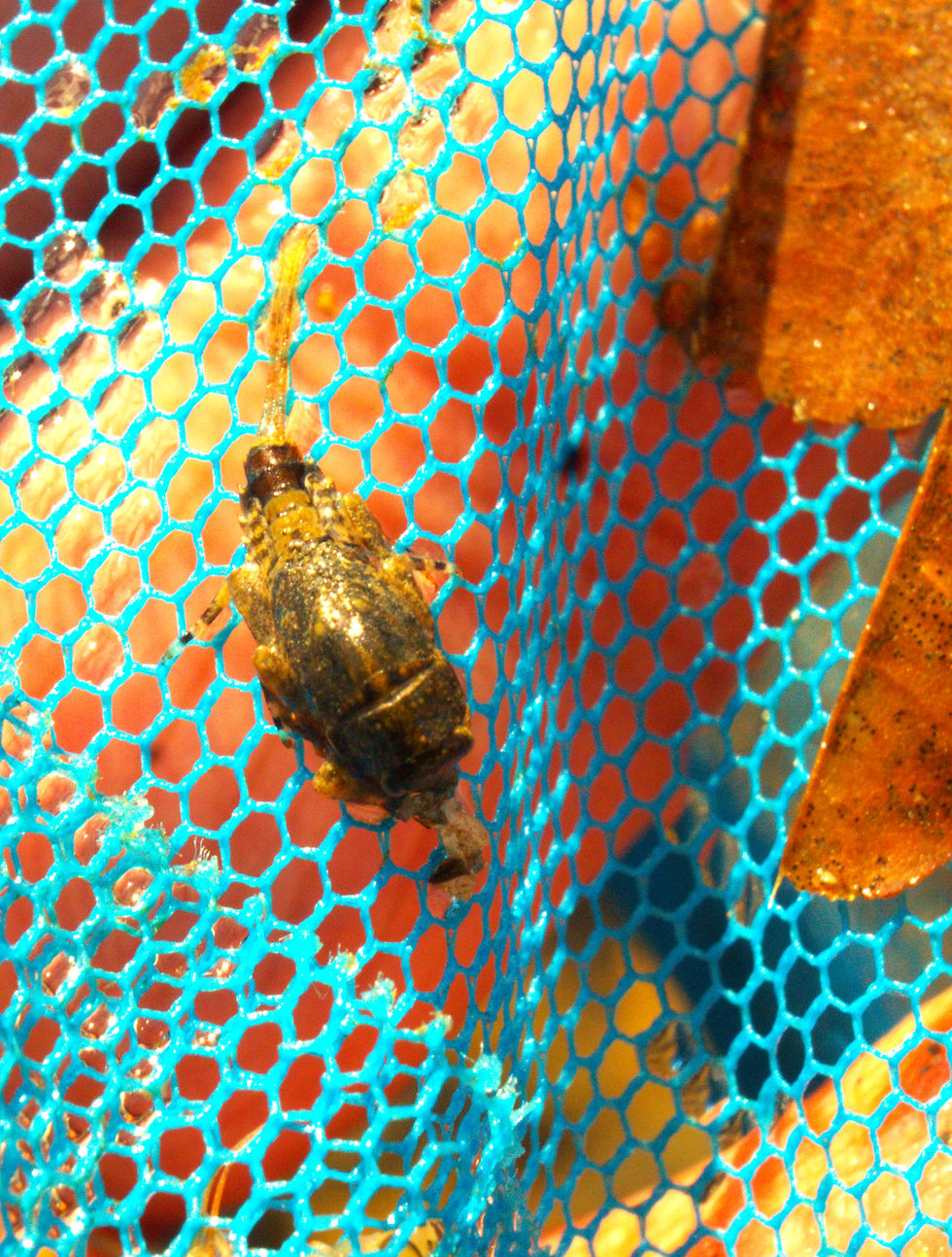 Another Hendrickson nymph. One of many found while turning over stones along the NY stretch of river.