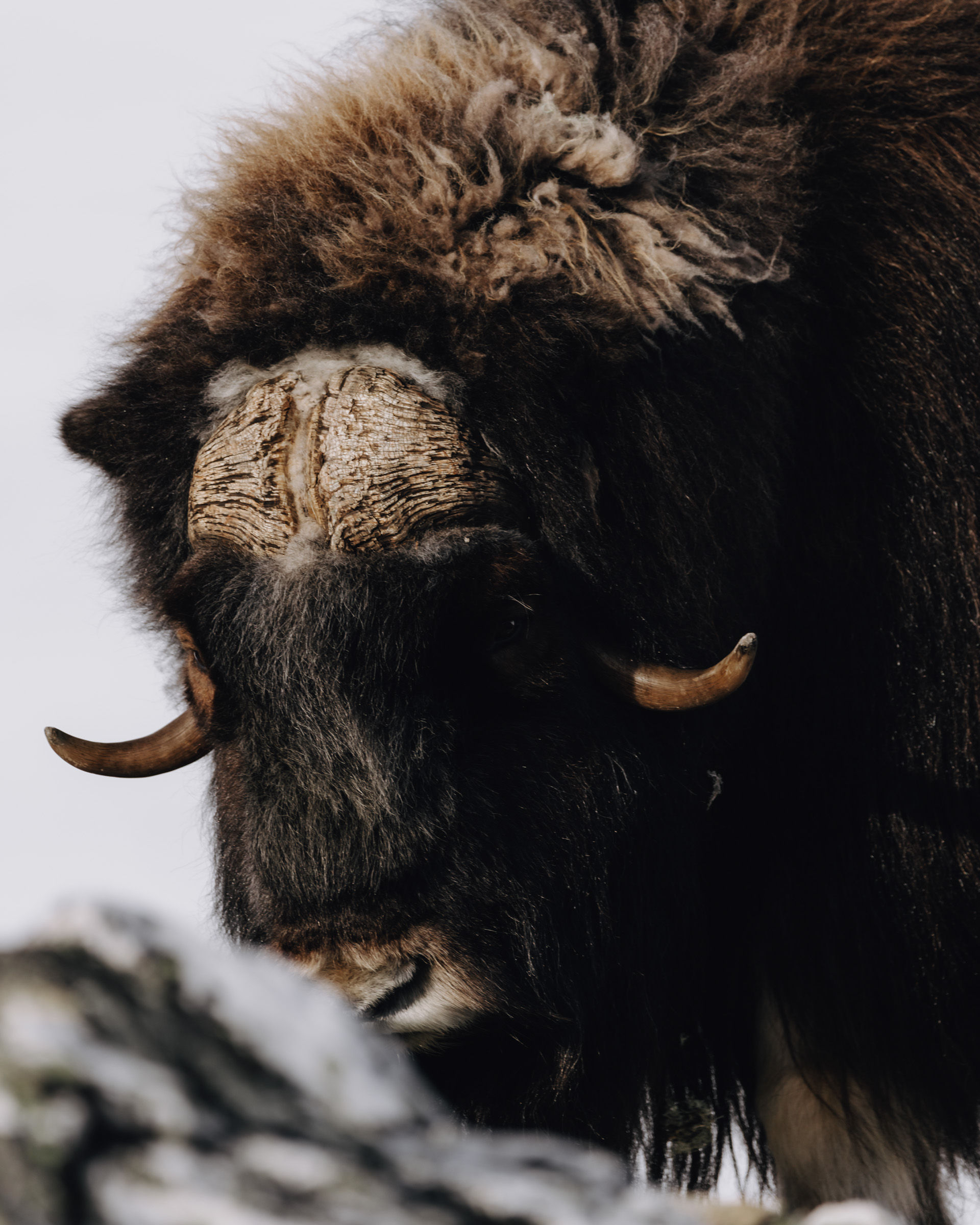 Portrait of a musk ox with part of its face obscured by foreground rocks.