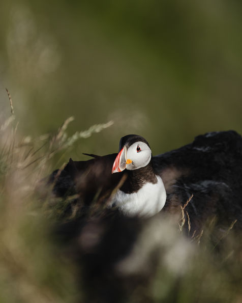 Puffin sitting on a rock against green background