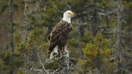 Les aigles d'Anticosti - Photo Mathieu Gagnon