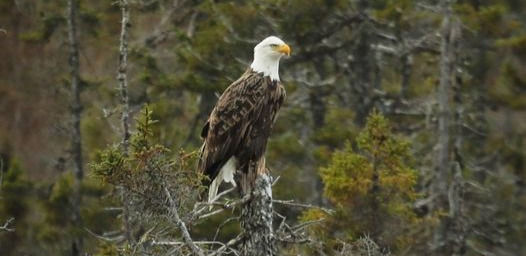 Les aigles d'Anticosti - Photo Mathieu Gagnon