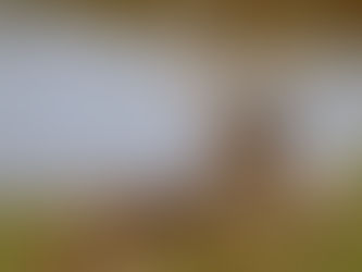 Chevreuil sur le bord de l'eau