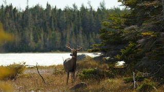 Nouvel exclos à venir à Anticosti