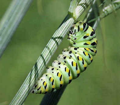 News-Butterfly2.JPG