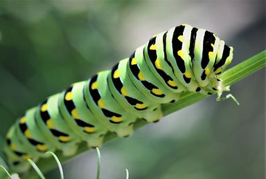 News-Butterfly1.jpg