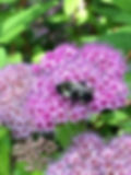 6-22 Bumblebee on Spiraea japonica, Mari