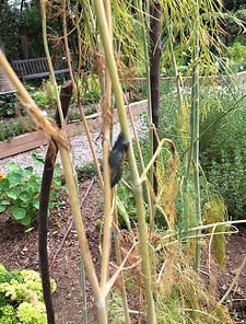 8-6 Black Swallowtail Pupating on Dill.J