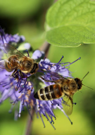honey-bees-ga06ffd9f6_1920.jpg