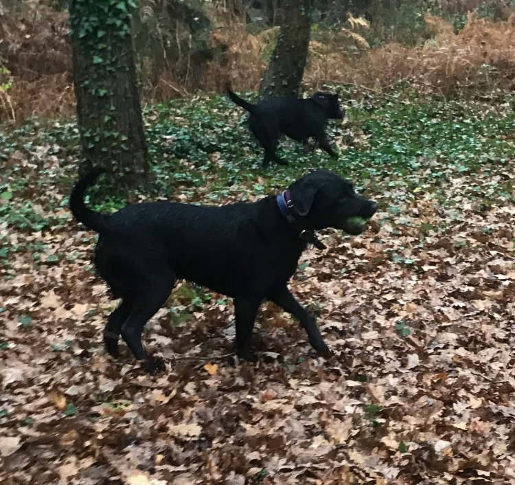 Blue and Bear