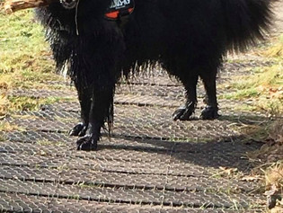 Review by Jeanette Orpin for Jo at Doggie Holiday Homes