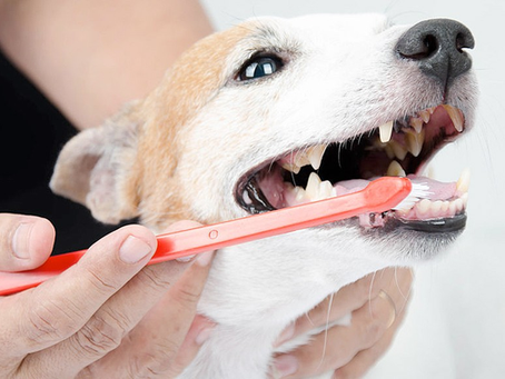 5 Signs of Dental Pain in Dogs and Cats