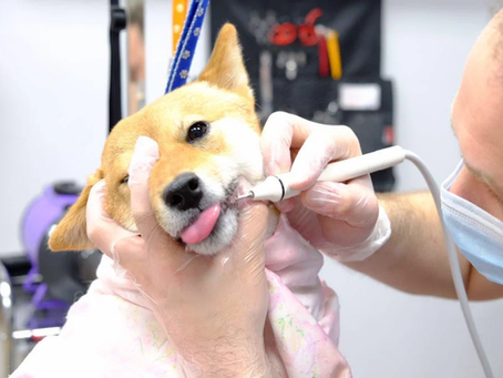 Why Dental Radiographs Matter