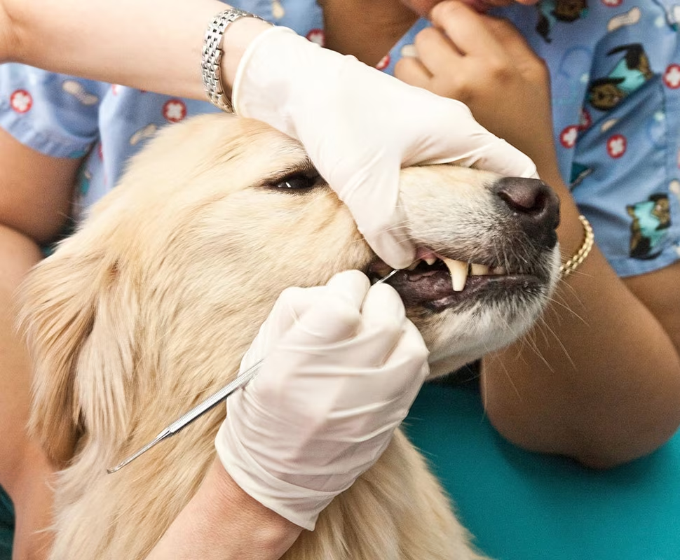Managing Gingival Hyperplasia in Brachycephalic Breeds