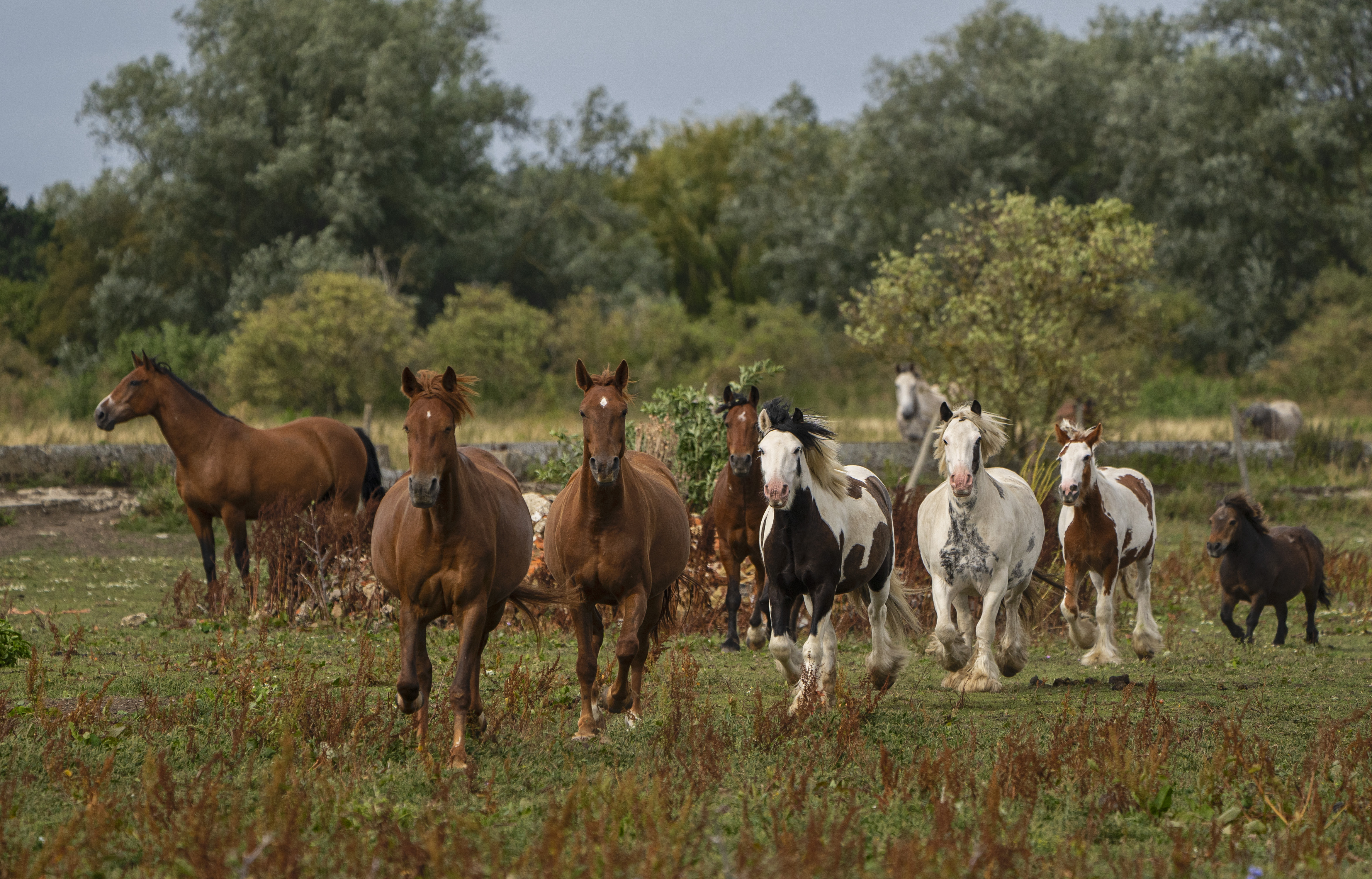 Horse Image