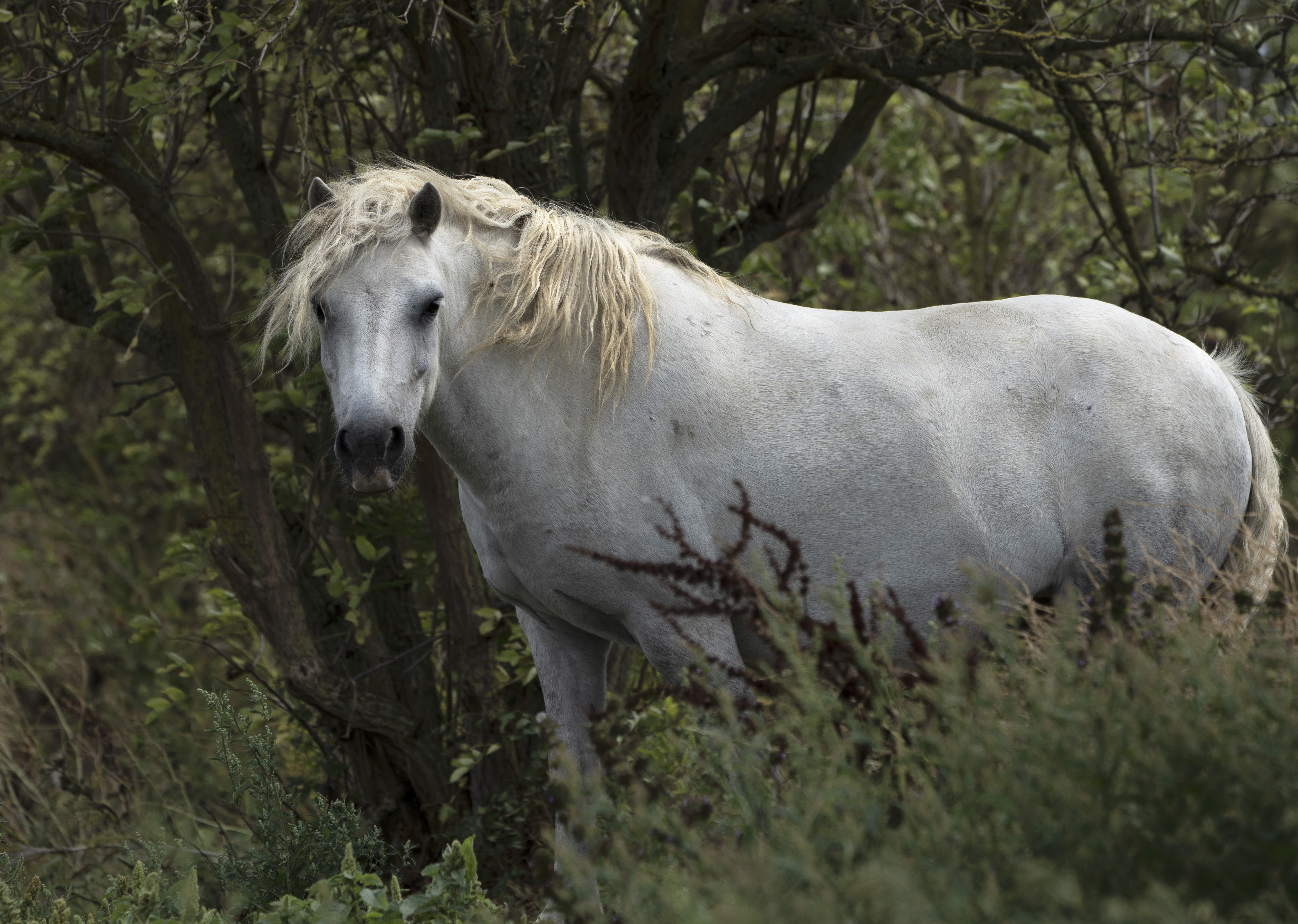 Horse Image