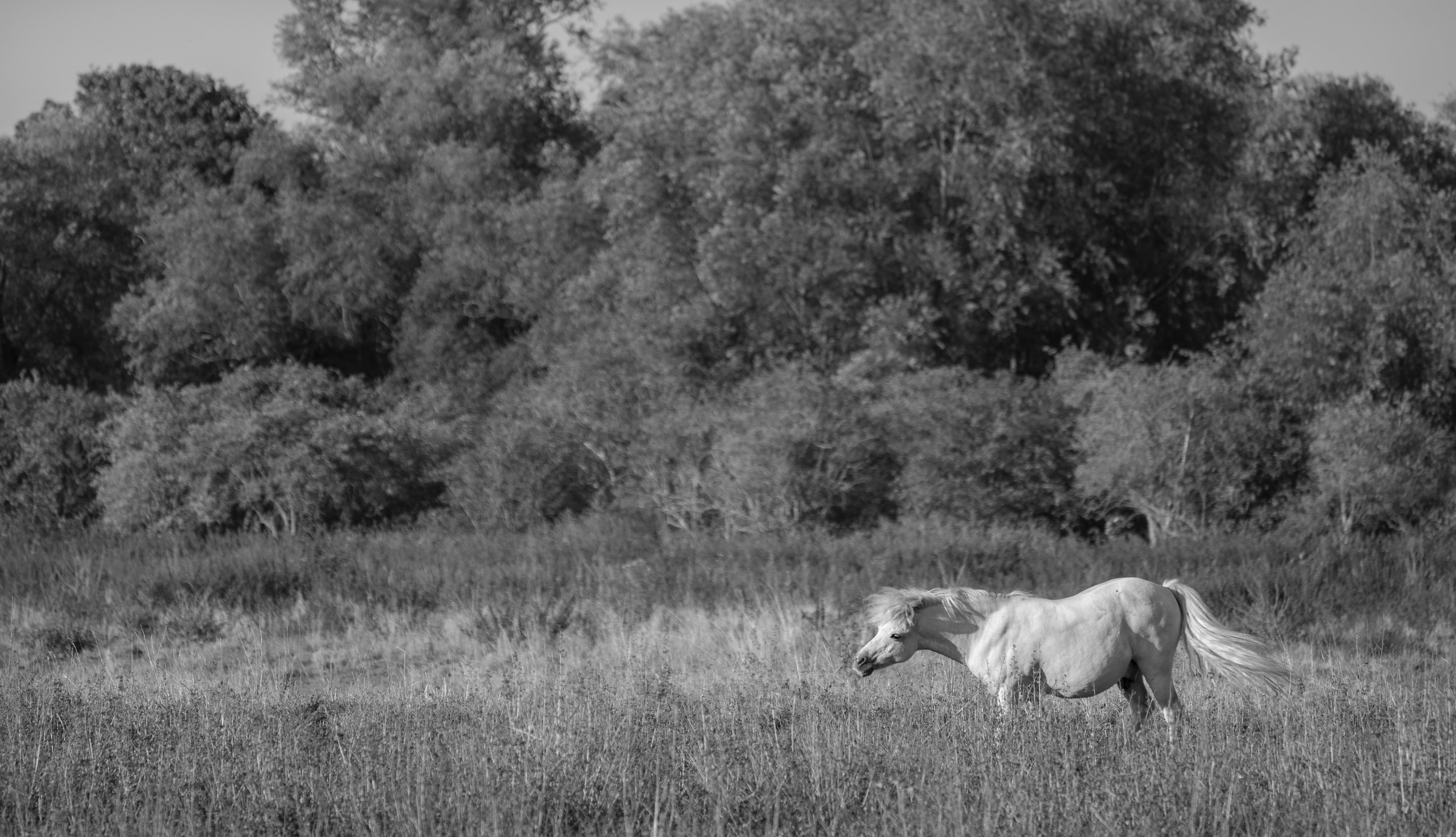 Horse Image