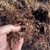 Thumbnail: Shredded tree mulch-per cubic yard