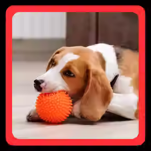 Stylish and Functional Dog Toy Box Solutions
