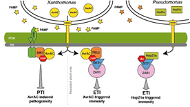 Graphical-abstract-LNL-Pst_large.png