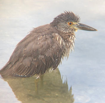Yellow-crowned Night Heron (juv).jpg