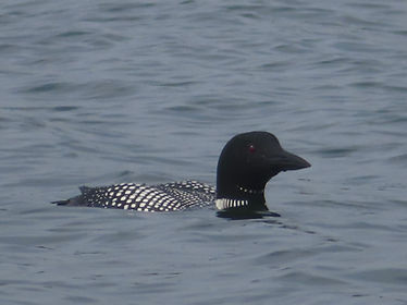 Common Loon.jpg